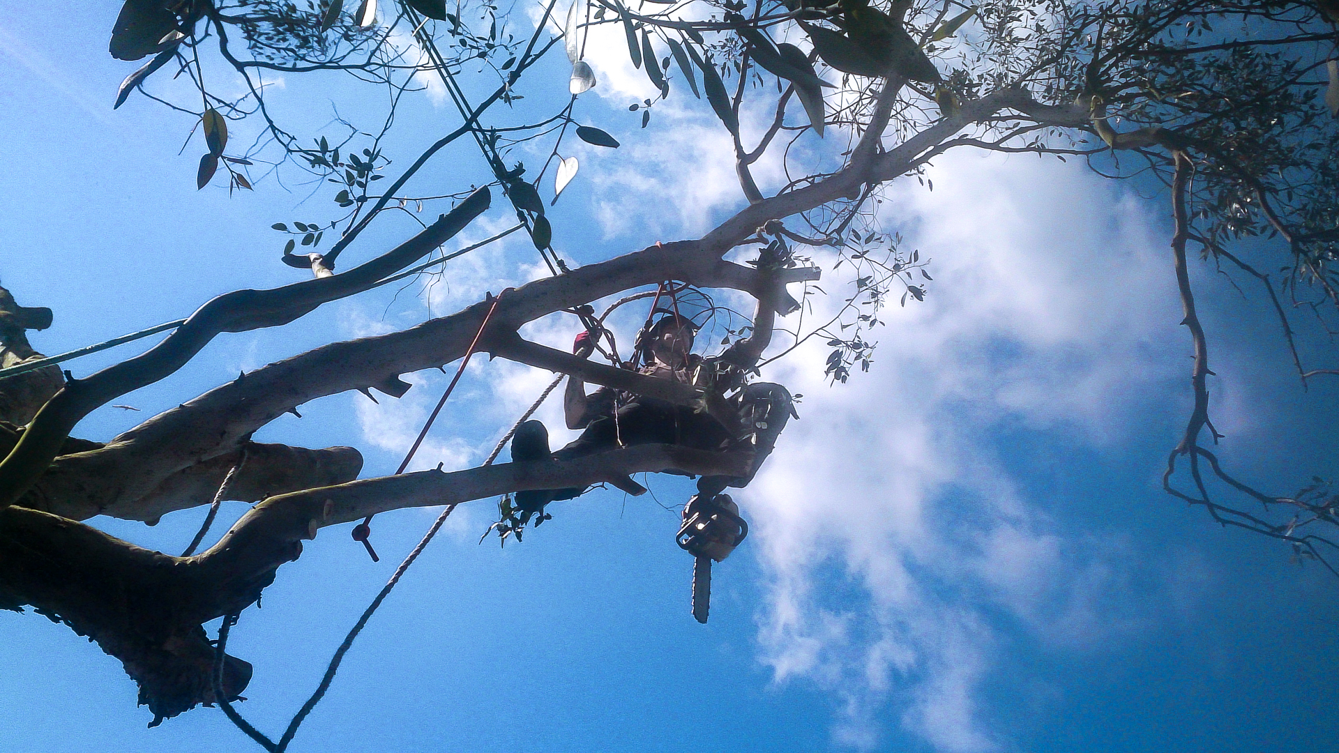 qualified arborists value safety first