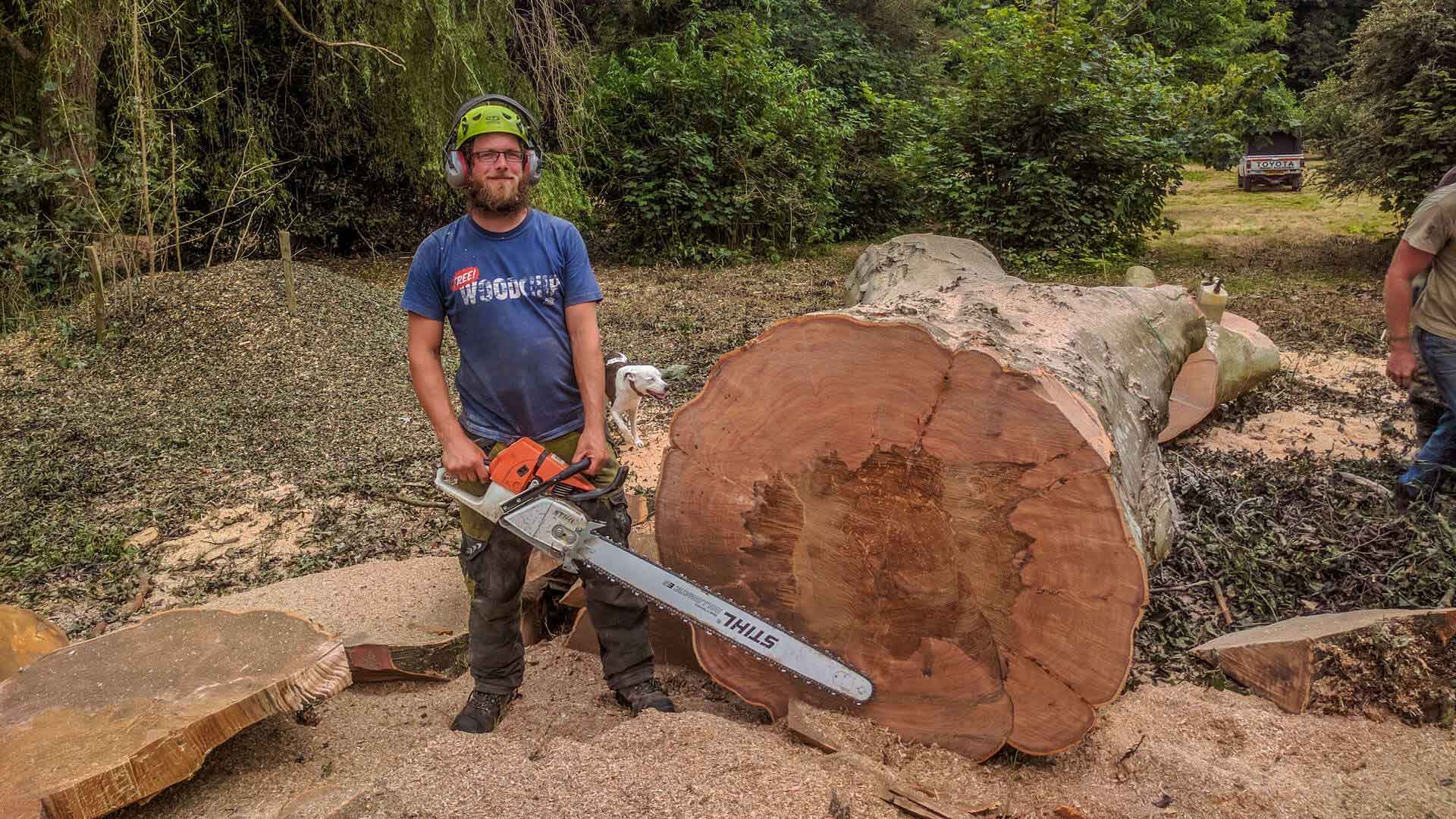 big tree and man with chainsaw