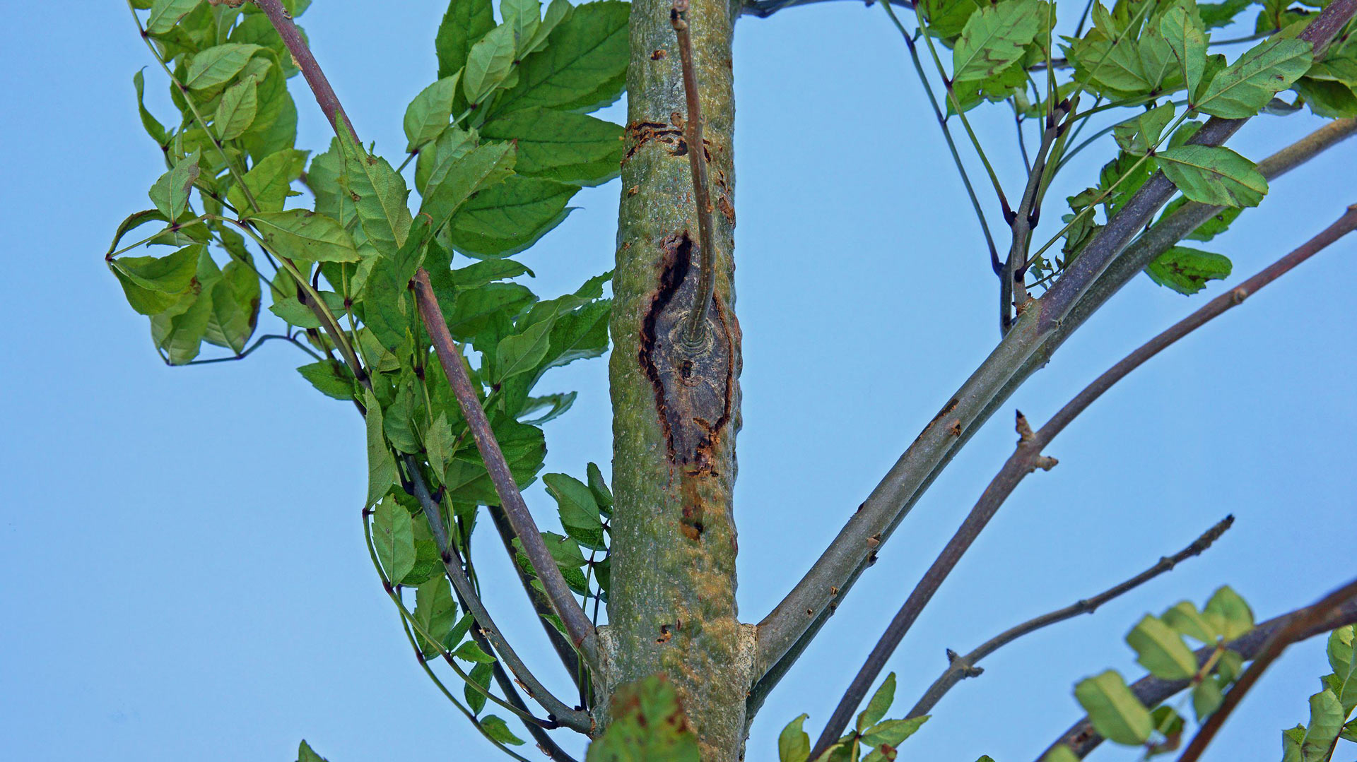 example of ash dieback